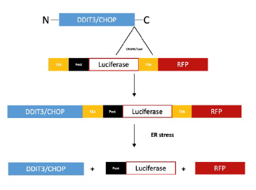 Luciferase and RFP reporter cell line