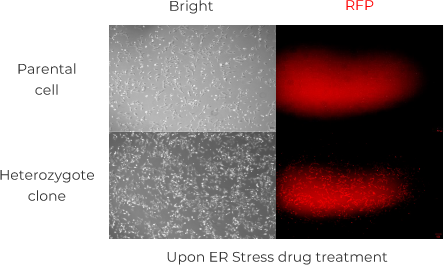 Assay cell line for target screening