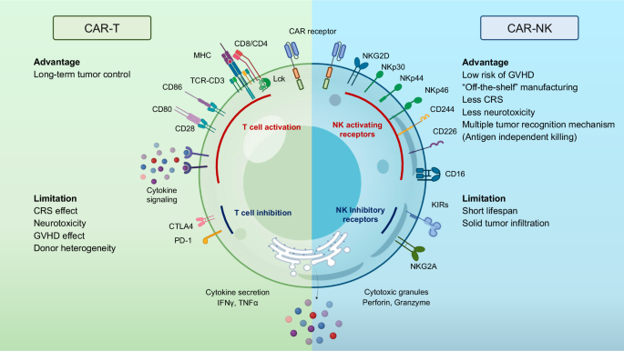 Advantages and limitations of CAR-T vs CAR-NK cell therapies in cancer immunotherapy