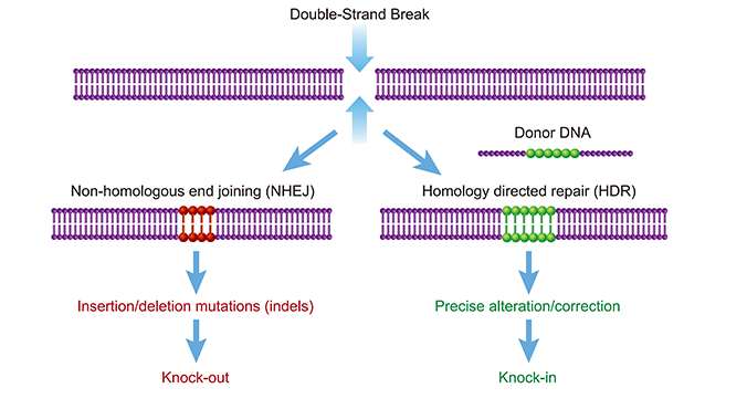 HDR template formats
